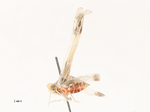  ( - CBG-B21862-E11)  @11 [ ] CreativeCommons - Attribution Share - Alike (2025) CBG Photography Group Centre for Biodiversity Genomics