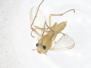  ( - CBG-B21862-H09)  @11 [ ] CreativeCommons - Attribution Share - Alike (2025) Centre for Biodiversity Genomics Centre for Biodiversity Genomics