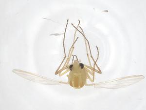  ( - CBG-B21862-H11)  @11 [ ] CreativeCommons - Attribution Share - Alike (2025) Centre for Biodiversity Genomics Centre for Biodiversity Genomics