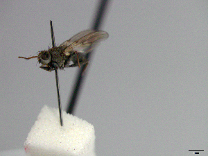  (Spathipheromyia sp. 1 - MACN-EN-33471)  @11 [ ] Copyright (2019) MACN Museo Argentino de Ciencias Naturales "Bernardino Rivadavia"