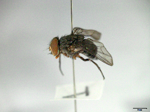  ( - MACN-EN-33639)  @11 [ ] Copyright (2019) MACN Museo Argentino de Ciencias Naturales "Bernardino Rivadavia"