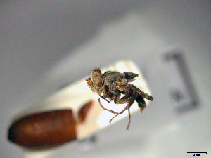  ( - MACN-EN-33640)  @11 [ ] Copyright (2019) MACN Museo Argentino de Ciencias Naturales "Bernardino Rivadavia"