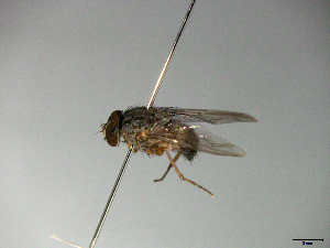  ( - MACN-EN-33645)  @11 [ ] Copyright (2019) MACN Museo Argentino de Ciencias Naturales "Bernardino Rivadavia"