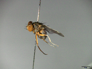  ( - MACN-EN-33646)  @11 [ ] Copyright (2019) MACN Museo Argentino de Ciencias Naturales "Bernardino Rivadavia"