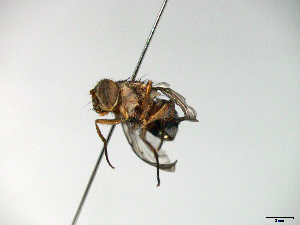  ( - MACN-EN-33647)  @11 [ ] Copyright (2019) MACN Museo Argentino de Ciencias Naturales "Bernardino Rivadavia"