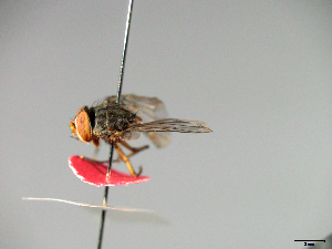  ( - MACN-EN-33649)  @11 [ ] Copyright (2019) MACN Museo Argentino de Ciencias Naturales "Bernardino Rivadavia"