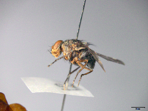  ( - MACN-EN-33650)  @11 [ ] Copyright (2019) MACN Museo Argentino de Ciencias Naturales "Bernardino Rivadavia"