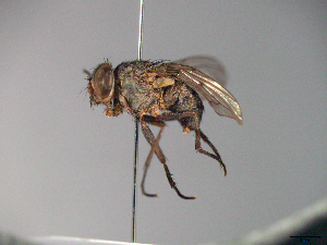  ( - MACN-EN-33652)  @11 [ ] Copyright (2019) MACN Museo Argentino de Ciencias Naturales "Bernardino Rivadavia"