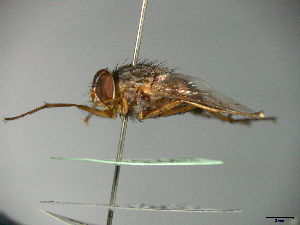  ( - MACN-EN-33653)  @11 [ ] Copyright (2019) MACN Museo Argentino de Ciencias Naturales "Bernardino Rivadavia"