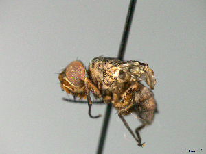  ( - MACN-EN-33657)  @11 [ ] Copyright (2019) MACN Museo Argentino de Ciencias Naturales "Bernardino Rivadavia"