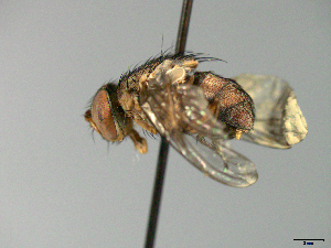  ( - MACN-EN-33658)  @11 [ ] Copyright (2019) MACN Museo Argentino de Ciencias Naturales "Bernardino Rivadavia"