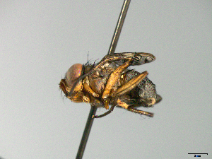  ( - MACN-EN-33659)  @11 [ ] Copyright (2019) MACN Museo Argentino de Ciencias Naturales "Bernardino Rivadavia"