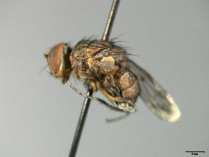  ( - MACN-EN-33661)  @11 [ ] Copyright (2019) MACN Museo Argentino de Ciencias Naturales "Bernardino Rivadavia"