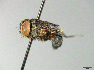  ( - MACN-EN-33662)  @11 [ ] Copyright (2019) MACN Museo Argentino de Ciencias Naturales "Bernardino Rivadavia"