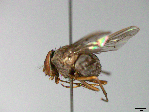  ( - MACN-EN-33685)  @11 [ ] Copyright (2019) MACN Museo Argentino de Ciencias Naturales "Bernardino Rivadavia"