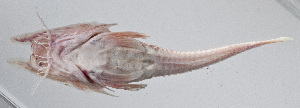  (Satyrichthys laticeps - PI-0399)  @11 [ ] CreativeCommons  Attribution Non-Commercial (by-nc) (2011) Unspecified Smithsonian Institution National Museum of Natural History