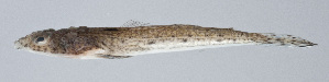 (Callionymus russelli - PI-0417)  @11 [ ] CreativeCommons  Attribution Non-Commercial (by-nc) (2011) Unspecified Smithsonian Institution National Museum of Natural History