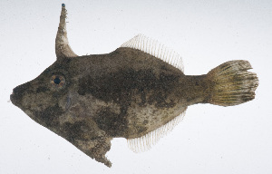  (Acreichthys tomentosus - RP-278)  @11 [ ] CreativeCommons  Attribution Non-Commercial (by-nc) (2012) Unspecified Smithsonian Institution National Museum of Natural History