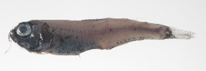  (Benthosema fibulatum - PHI-018)  @11 [ ] CreativeCommons  Attribution Non-Commercial (by-nc) (2013) Unspecified Smithsonian Institution National Museum of Natural History