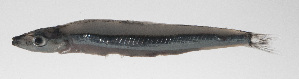  (Spratelloides gracilis - PHI-008)  @11 [ ] CreativeCommons  Attribution Non-Commercial (by-nc) (2013) Unspecified Smithsonian Institution National Museum of Natural History