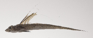  (Callionymus octostigmatus - VIS-123)  @11 [ ] CreativeCommons  Attribution Non-Commercial (by-nc) (2015) Unspecified Smithsonian Institution National Museum of Natural History