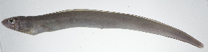  (Ariosoma sp - VIS-298)  @11 [ ] CreativeCommons  Attribution Non-Commercial (by-nc) (2015) Unspecified Smithsonian Institution National Museum of Natural History