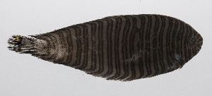  (Zebrias zebra - PHIL-127)  @11 [ ] CreativeCommons  Attribution Non-Commercial (by-nc) (2015) Unspecified Smithsonian Institution National Museum of Natural History