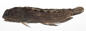  (Opistognathus castelnaui - PHIL-422)  @11 [ ] CreativeCommons  Attribution Non-Commercial (by-nc) (2015) Unspecified Smithsonian Institution National Museum of Natural History