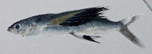  (Cheilopogon abei - PI-0343)  @11 [ ] CreativeCommons  Attribution Non-Commercial (by-nc) (2011) Unspecified Smithsonian Institution National Museum of Natural History