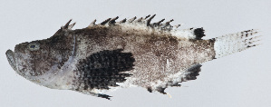  (Vespicula trachinoides - PI-0404)  @11 [ ] CreativeCommons  Attribution Non-Commercial (by-nc) (2011) Unspecified Smithsonian Institution National Museum of Natural History