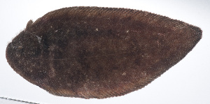  (Brachirus sorsogonensis - RP-227)  @11 [ ] CreativeCommons  Attribution Non-Commercial (by-nc) (2012) Unspecified Smithsonian Institution National Museum of Natural History