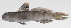  (Tomiyamichthys russus - PHI-402)  @11 [ ] CreativeCommons  Attribution Non-Commercial (by-nc) (2013) Unspecified Smithsonian Institution National Museum of Natural History