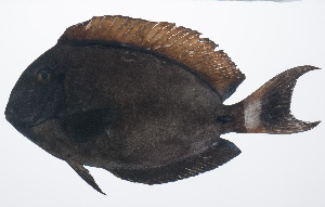  (Acanthurus bariene - PIL-079)  @11 [ ] CreativeCommons  Attribution Non-Commercial (by-nc) (2014) Unspecified Smithsonian Institution National Museum of Natural History