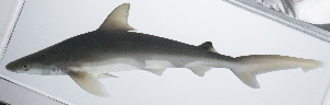  (Carcharhinus sealei - PIL-104)  @11 [ ] CreativeCommons  Attribution Non-Commercial (by-nc) (2014) Unspecified Smithsonian Institution National Museum of Natural History