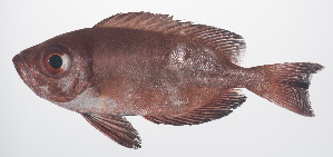  ( - PHISH-421)  @11 [ ] CreativeCommons  Attribution Non-Commercial (by-nc) (2016) Unspecified Smithsonian Institution National Museum of Natural History