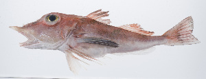 (Pterygotriglinae - PHISH-629)  @11 [ ] CreativeCommons  Attribution Non-Commercial (by-nc) (2016) Unspecified Smithsonian Institution National Museum of Natural History