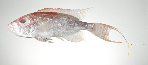  ( - PI-0078)  @11 [ ] CreativeCommons  Attribution Non-Commercial (by-nc) (2011) Unspecified Smithsonian Institution National Museum of Natural History