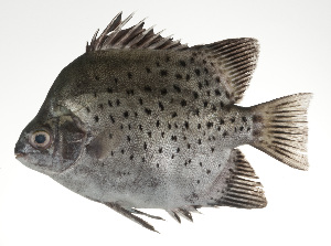  ( - PI-0157)  @11 [ ] CreativeCommons  Attribution Non-Commercial (by-nc) (2011) Unspecified Smithsonian Institution National Museum of Natural History