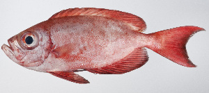  ( - PI-0356)  @11 [ ] CreativeCommons  Attribution Non-Commercial (by-nc) (2011) Unspecified Smithsonian Institution National Museum of Natural History