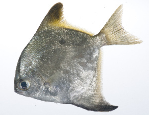  ( - RP-201)  @11 [ ] CreativeCommons  Attribution Non-Commercial (by-nc) (2012) Unspecified Smithsonian Institution National Museum of Natural History