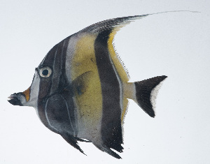  ( - RP-060)  @11 [ ] CreativeCommons  Attribution Non-Commercial (by-nc) (2012) Unspecified Smithsonian Institution National Museum of Natural History