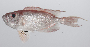  ( - PHIL-021)  @11 [ ] CreativeCommons  Attribution Non-Commercial (by-nc) (2015) Unspecified Smithsonian Institution National Museum of Natural History