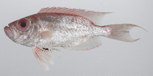  ( - PHIL-023)  @11 [ ] CreativeCommons  Attribution Non-Commercial (by-nc) (2015) Unspecified Smithsonian Institution National Museum of Natural History