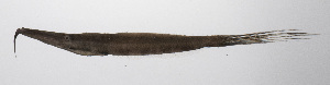  (Anacanthus barbatus - PHIL-096)  @11 [ ] CreativeCommons  Attribution Non-Commercial (by-nc) (2015) Unspecified Smithsonian Institution National Museum of Natural History