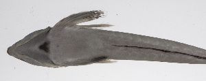  (Callionymus japonicus - PHIL-134)  @11 [ ] CreativeCommons  Attribution Non-Commercial (by-nc) (2015) Unspecified Smithsonian Institution National Museum of Natural History
