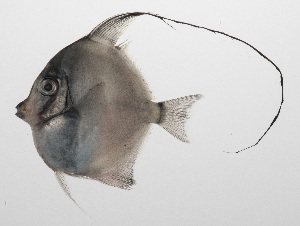  ( - PHIL-206)  @11 [ ] CreativeCommons  Attribution Non-Commercial (by-nc) (2015) Unspecified Smithsonian Institution National Museum of Natural History