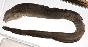  (Gymnothorax albimarginatus - PHIL-428)  @11 [ ] CreativeCommons  Attribution Non-Commercial (by-nc) (2015) Unspecified Smithsonian Institution National Museum of Natural History