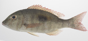  ( - PHISH-363)  @11 [ ] CreativeCommons  Attribution Non-Commercial (by-nc) (2016) Unspecified Smithsonian Institution National Museum of Natural History