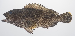  ( - PHISH-445)  @11 [ ] CreativeCommons  Attribution Non-Commercial (by-nc) (2016) Unspecified Smithsonian Institution National Museum of Natural History