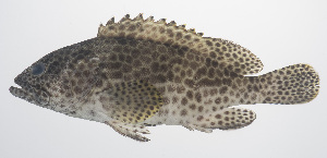  ( - PHISH-448)  @11 [ ] CreativeCommons  Attribution Non-Commercial (by-nc) (2016) Unspecified Smithsonian Institution National Museum of Natural History